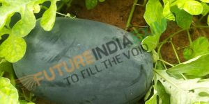 Fresh Natural Watermelon