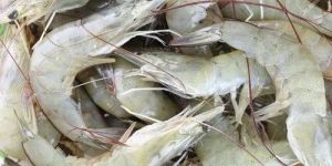 White Frozen Vannamei Shrimp