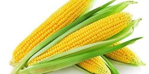 Fresh Sweet Corn