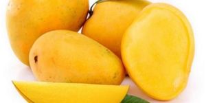 Fresh Alphonso Mango
