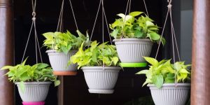 Hanging Flower Basket