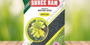 Divya 203 Mustard Seed