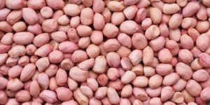 Red Peanut Kernel
