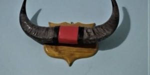 Buffalo Horn for Wall Decor
