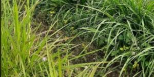Hybrid Smart Napier Grass Slips