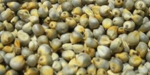 Bajra Seeds