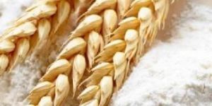 White Wheat Flour