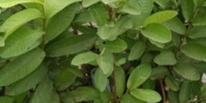 Guava Tree