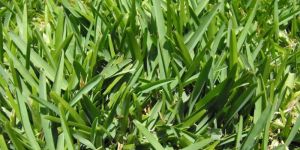 Bermuda Grass