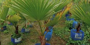 Bismarckia Palm Tree