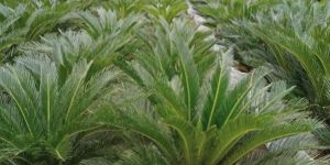 Cycas Palm Plant