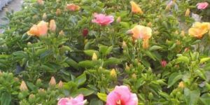 Rosa Red Hibiscus Flower Plant