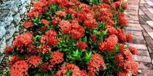 Ixora Plant