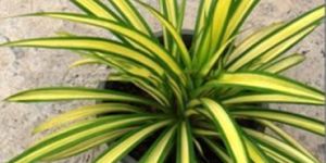 Pandanus Plant