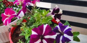 Petunia Flower Plant