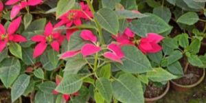 Poinsettia Plant