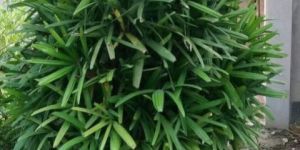 Rhapis Excelsa Palm Plant