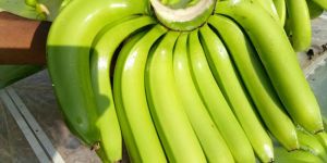 a Grade Fresh Green Banana