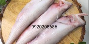 Bombay Duck Fish