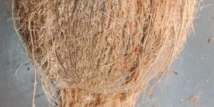 Semi Husked Coconuts