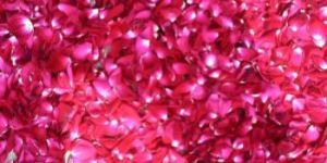Dry Rose Petals