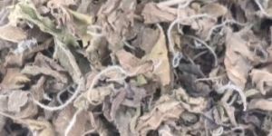 Dry Tulsi Leaves