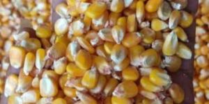 Yellow Corn