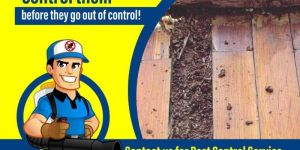 Termite Control Services