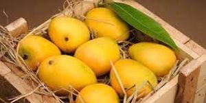Fresh Mangoes