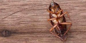 Cockroach Control Services