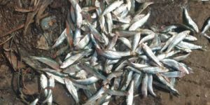 Small Kavala Oil Fish
