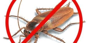 Cockroach Pest Control Services