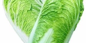 Fresh Chinese Cabbage