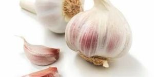 Fresh Garlic