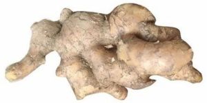 Fresh Ginger