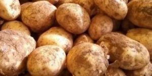 Fresh Ooty Potato