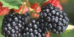 Fresh Raspberry