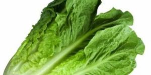 Fresh Romaine Lettuce
