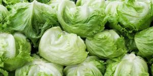 Fresh Lettuce Iceberg