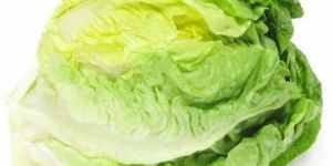 Lettuce Iceberg