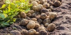 Fresh Potato