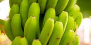 GREEN CAVENDISH G9 BANANA