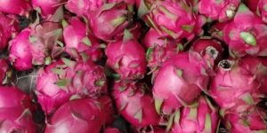 Dragon Fruit
