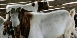Boer Goat