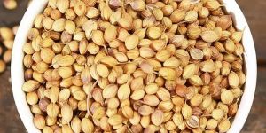 Hybrid Coriander Seeds