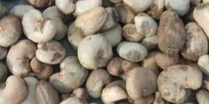 Raw Cashew Nuts in Shell