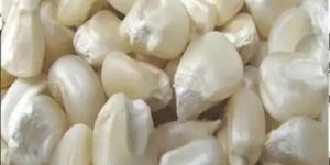 White Corn