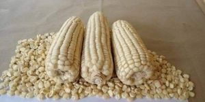 White Maize