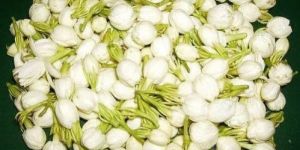 Jasmine Flower