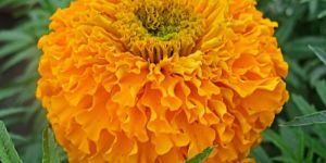 Orange Marigold Flower